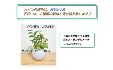 ハイドロカルチャー・寄せ植え（ボール／ホワイト）メイン植物：ガジュマル