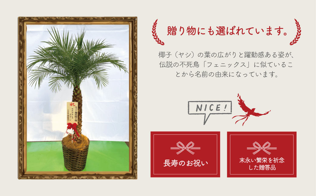 フェニックスロベレニー　10号（鉢下から葉先まで約H170cm～190cm）