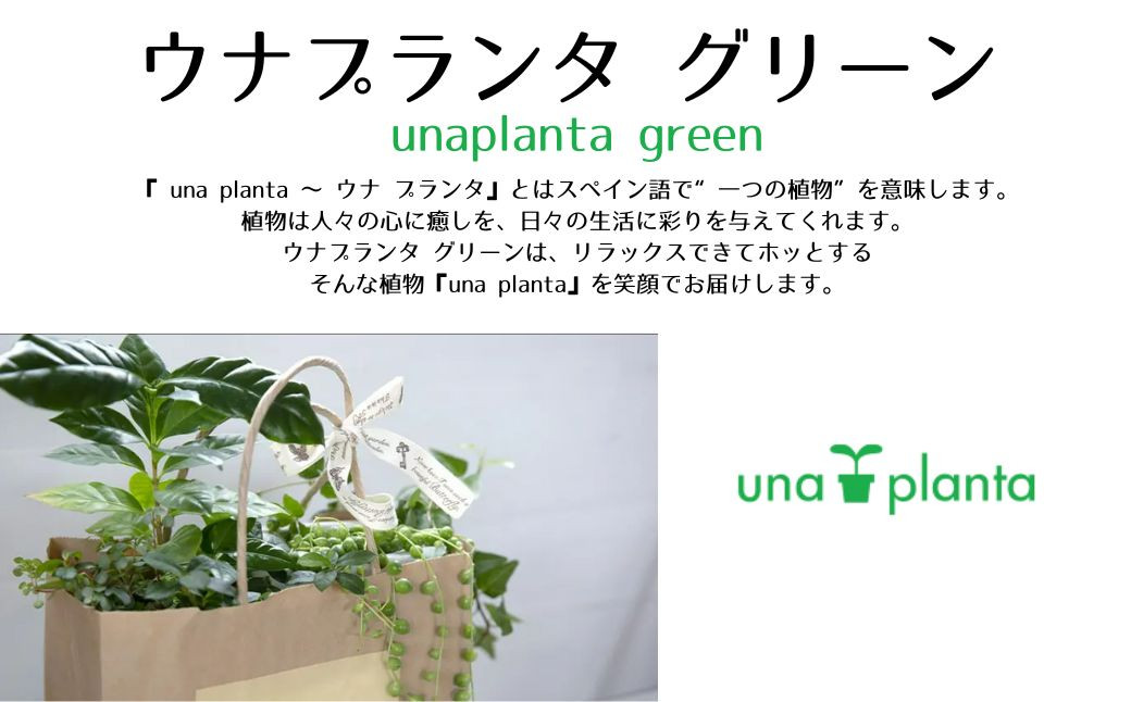 ハイドロカルチャー・寄せ植え（ボール／ホワイト）メイン植物：ガジュマル