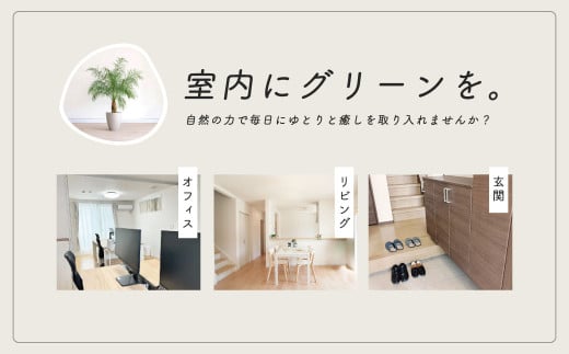 フェニックスロベレニー　8号（鉢下から葉先まで約H110cm～130cm）