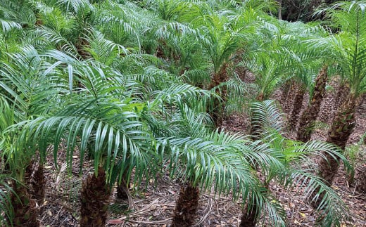 観葉植物 フェニックスロベレニー ロベ 10号（鉢下から葉先まで約H200cm）