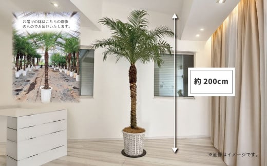 観葉植物 フェニックスロベレニー ロベ 10号（鉢下から葉先まで約H200cm）