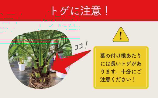 観葉植物 フェニックスロベレニー ロベ 10号（鉢下から葉先まで約H200cm）