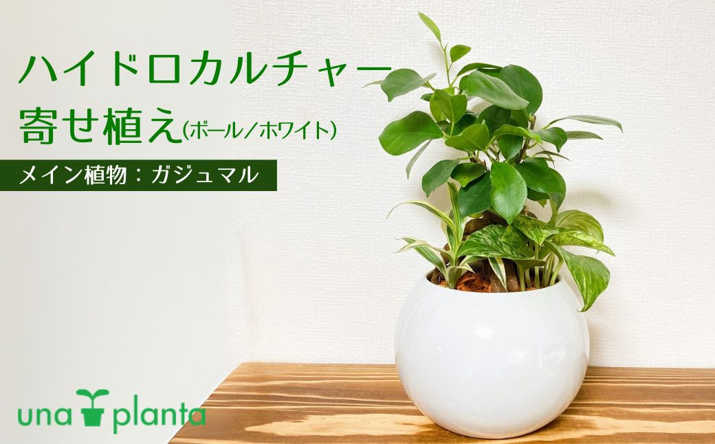 ハイドロカルチャー・寄せ植え（ボール／ホワイト）メイン植物：ガジュマル