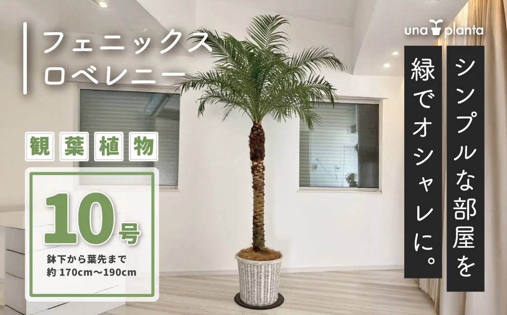 フェニックスロベレニー　10号（鉢下から葉先まで約H170cm～190cm）