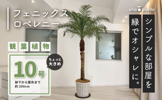 観葉植物 フェニックスロベレニー ロベ 10号（鉢下から葉先まで約H200cm）