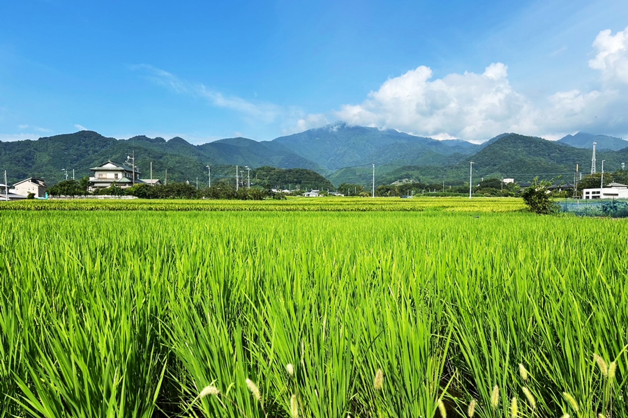 新米 令和7年産 伊勢原の米「はるみ」4.5kg (450g×10袋) 精米済｜米 お米 伊勢原 はるみ 精米 いせはらVILLAGE [0717]
