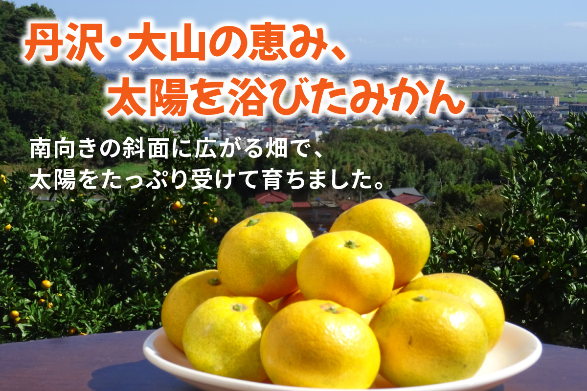 [2025年12月下旬頃から発送] 温州みかん 5kg｜先行予約 みかん フルーツ 果物 柑橘 [0535]