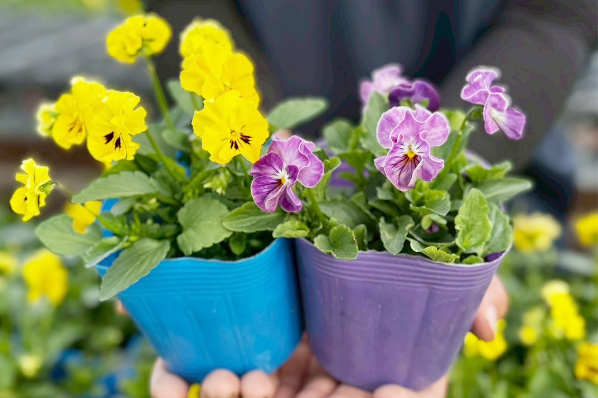 農家直送！加藤さんちのエディブルフラワー 24ポット｜鉢植え 観賞用 食用 花 お花 野菜 トッピング 付け合わせ [0776]