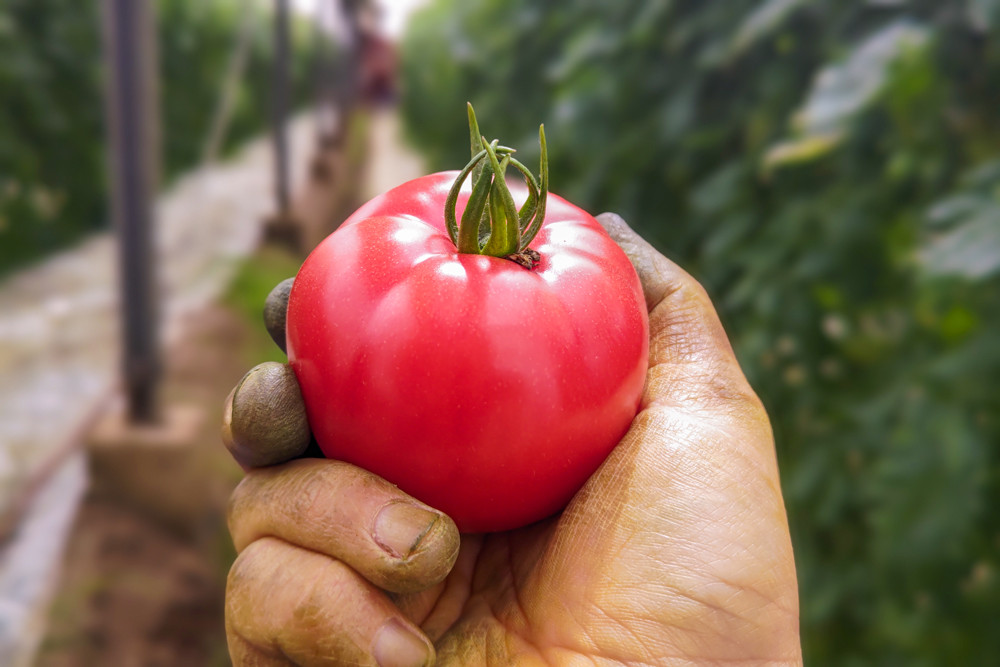 [先行受付] 栄養たっぷり！ トマト農家片野さんちの完熟トマト「れおん」 4kg｜野菜 トマト とまと [0932]