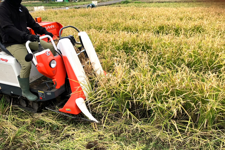 新米 令和7年産 伊勢原の米「はるみ」4.5kg (450g×10袋) 精米済｜米 お米 伊勢原 はるみ 精米 いせはらVILLAGE [0717]