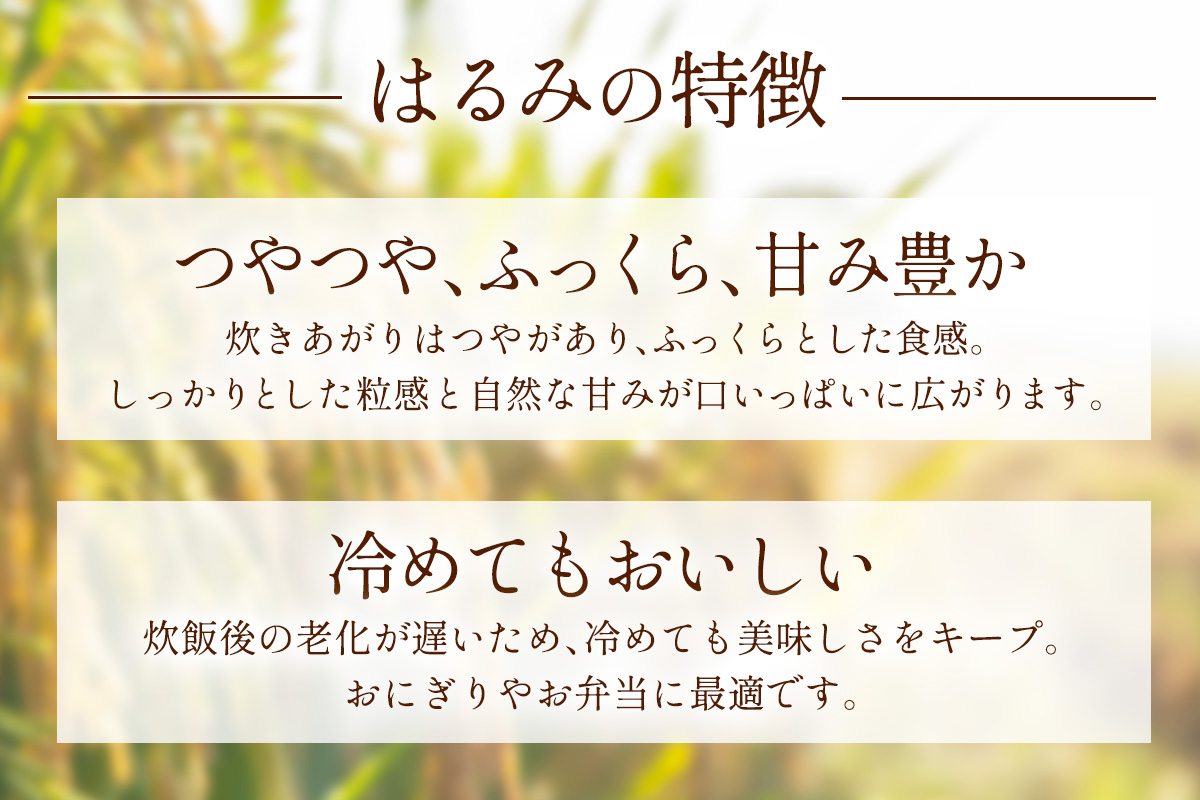 新米 [令和7年産] 伊勢原産 精米5kg はるみ 農家直送！加藤さんちのうんめぇ！自家製米 ｜先行予約 お米 おこめ コメ 白米 神奈川 伊勢原 ブランド米 [0523]