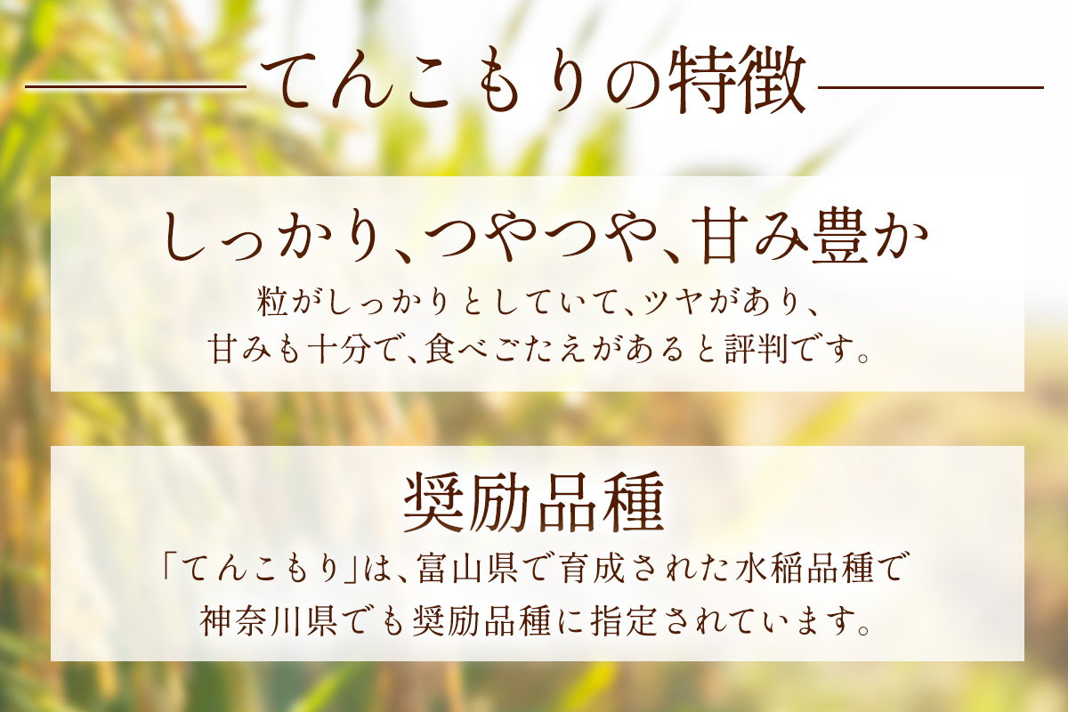 新米 [令和7年産] 伊勢原産 精米5kg てんこもり 農家直送！加藤さんちのうんめぇ！自家製米｜先行予約 お米 おこめ コメ 白米 神奈川 伊勢原 [0526]
