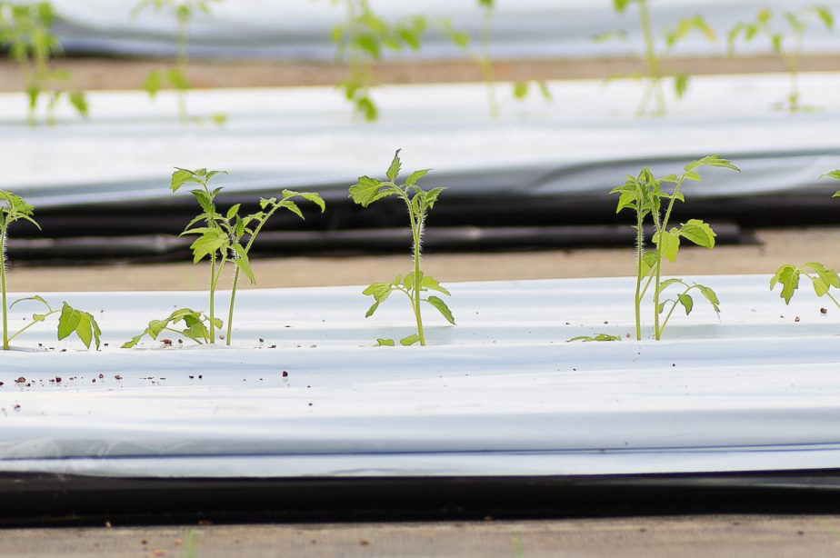 [2025年12月下旬より発送] フルティカトマト 2kg｜ブランドトマト 濃い味 リコピン アイメック栽培 甘い 旨い 食感が良い [0673]