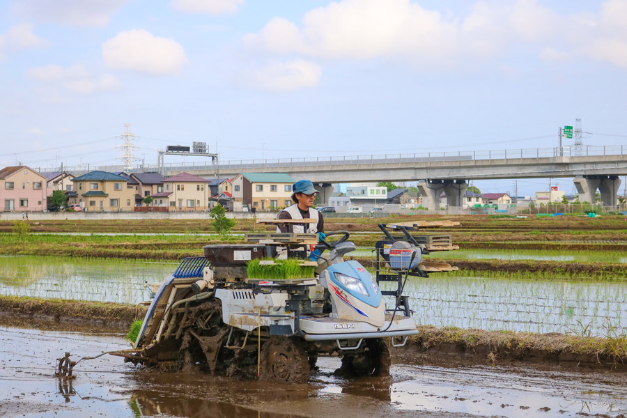新米 [令和7年産] 伊勢原産 精米 5kg はるみ 農家直送！亀井さんちのうんめぇ！自家製米｜お米 おこめ コメ 白米 神奈川 伊勢原 ブランド米 2025年 産地直送 [0355]
