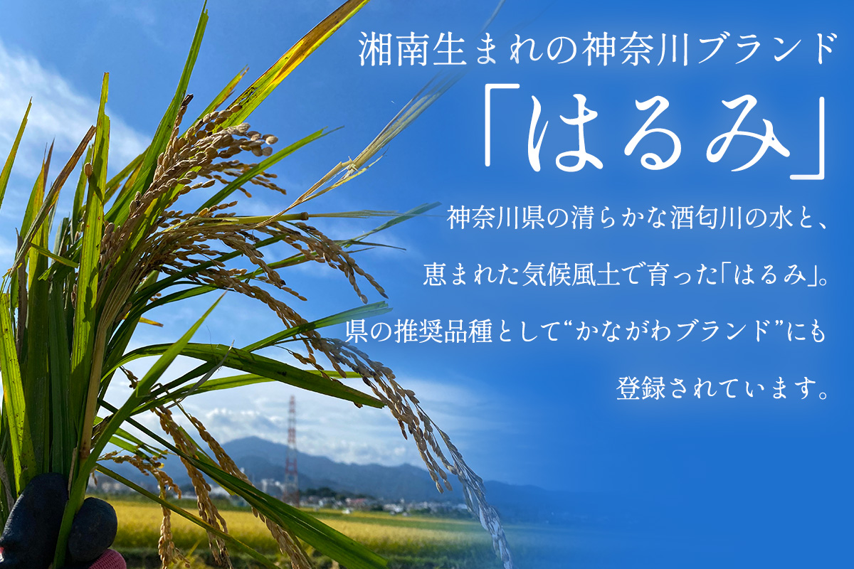 新米 [令和7年産] 伊勢原産 精米5kg はるみ 農家直送！加藤さんちのうんめぇ！自家製米 ｜先行予約 お米 おこめ コメ 白米 神奈川 伊勢原 ブランド米 [0523]