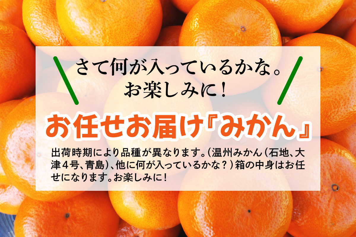 [2026年1月下旬頃から発送] みかん 5kg 品種おまかせ｜先行予約 みかん フルーツ 果物 柑橘 [0529]
