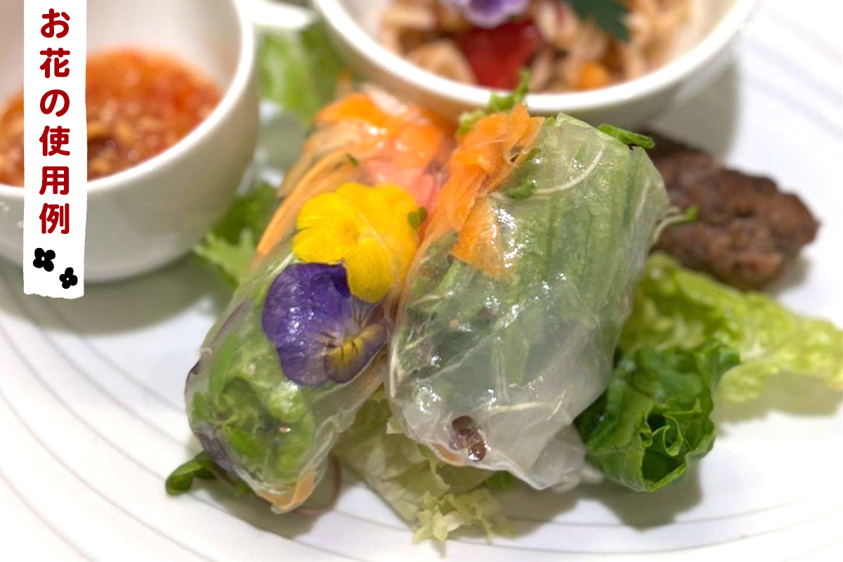 農家直送！加藤さんちのエディブルフラワー 24ポット｜鉢植え 観賞用 食用 花 お花 野菜 トッピング 付け合わせ [0776]