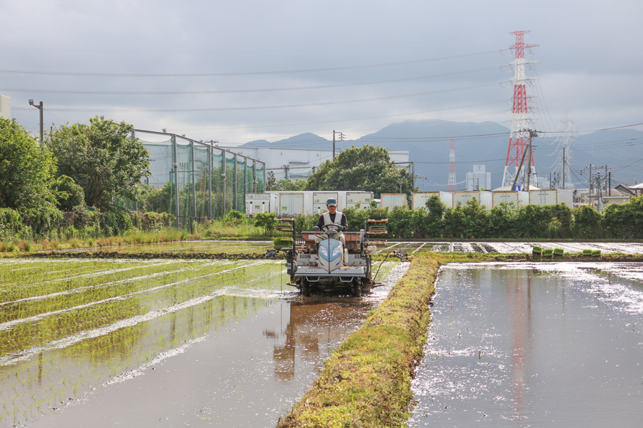 新米 [令和7年産] 伊勢原産 精米 5kg はるみ 農家直送！亀井さんちのうんめぇ！自家製米｜お米 おこめ コメ 白米 神奈川 伊勢原 ブランド米 2025年 産地直送 [0355]