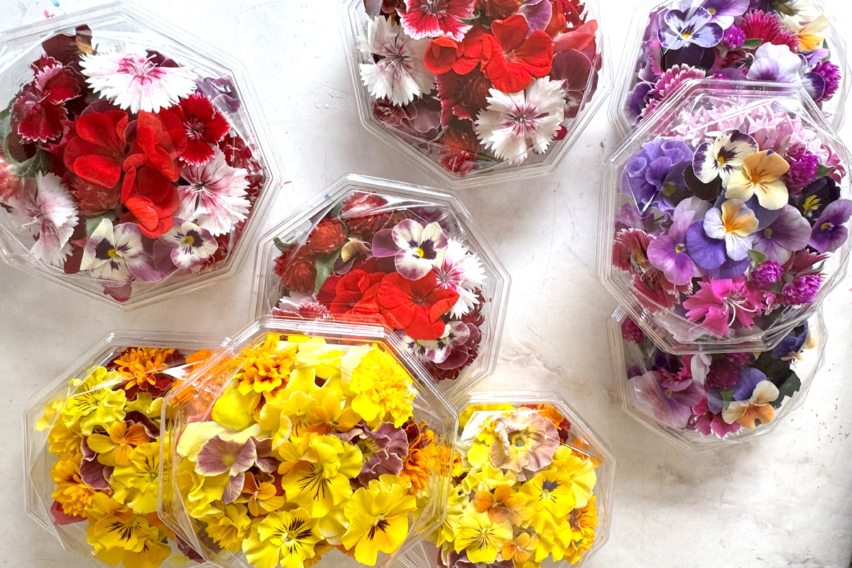 農家直送！加藤さんちのエディブルフラワー 10パック (1パックあたり季節のお花15輪から30輪)｜食用 花 お花 野菜 トッピング 付け合わせ [0765]