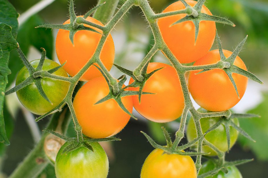 [2025年12月下旬より発送] フルティカトマト 2kg｜ブランドトマト 濃い味 リコピン アイメック栽培 甘い 旨い 食感が良い [0673]