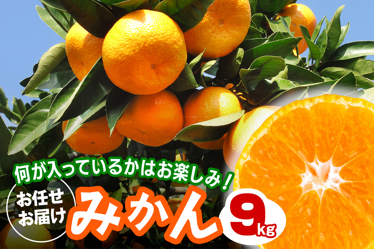 [2026年1月下旬頃から発送] みかん 9kg 品種おまかせ｜先行予約 みかん フルーツ 果物 柑橘 [0530]