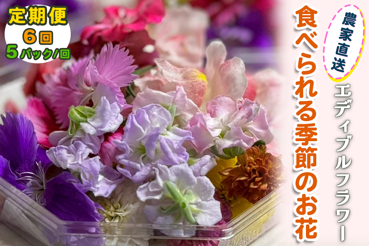 [定期便6回] 農家直送！加藤さんちのエディブルフラワー 5パック (1パックあたり季節のお花15輪から30輪)｜食用 花 お花 野菜 トッピング 付け合わせ [0772]