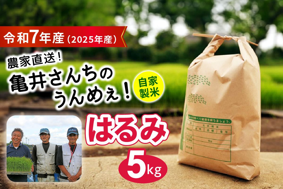 [令和7年産] 伊勢原産 精米 5kg はるみ 農家直送！亀井さんちのうんめぇ！自家製米｜お米 おこめ コメ 白米 神奈川 伊勢原 ブランド米 2025年 産地直送 [0355]