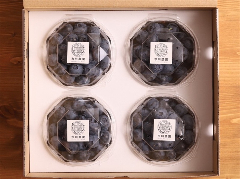 【先行予約】【中粒】摘みたて完熟ブルーベリー500g（125g×4パック）＜出荷開始：2026年6月5日～2026年7月15日＞【 ブルーベリー フルーツ 神奈川県 海老名市 】