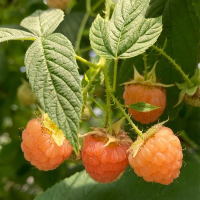 海老名産ラズベリージュース・ジャム・ティー3点セット【 飲み物 ジャム 紅茶 神奈川県 海老名市 】