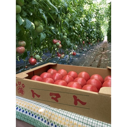 ★２０２６年収穫分　数量限定　先行予約★海老名のトマト農家の桃太郎トマト　４ｋｇ（24玉）〈出荷時期：２０２６年５月１５日～２０２６年６月１５日〉【 トマト 神奈川県 海老名市 】