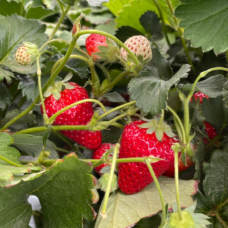 サスティナブル・クラフトビール　Strawberry Milkshake　3本 お酒 クラフトビール ギフト おうち時間 グランピング キャンプ プレゼント 地ビール 神奈川県 海老名市 送料無料