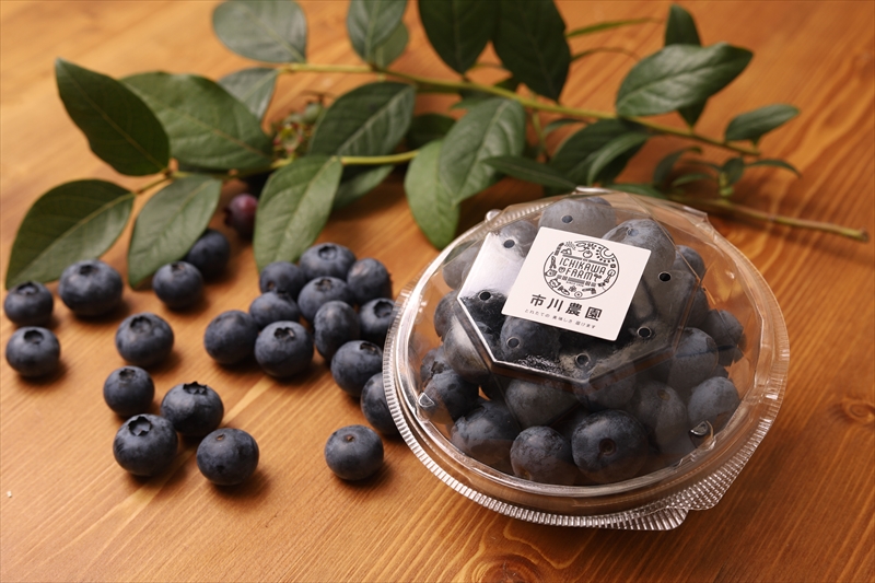 【先行予約】【中粒】摘みたて完熟ブルーベリー500g（125g×4パック）＜出荷開始：2026年6月5日～2026年7月15日＞【 ブルーベリー フルーツ 神奈川県 海老名市 】