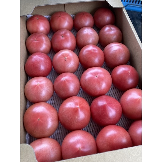 ★２０２６年収穫分　数量限定　先行予約★海老名のトマト農家の桃太郎トマト　４ｋｇ（24玉）〈出荷時期：２０２６年５月１５日～２０２６年６月１５日〉【 トマト 神奈川県 海老名市 】