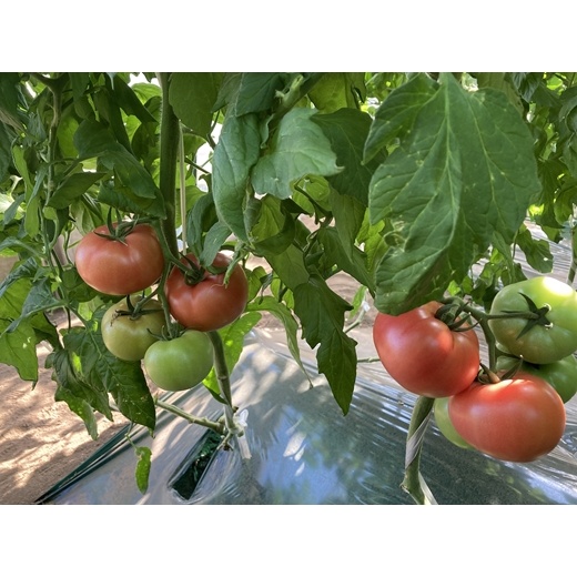 ★数量限定★『完熟桃太郎とまと』で作った無塩無添加トマトジュース　720ｍｌ×2本【 トマト 神奈川県 海老名市 】