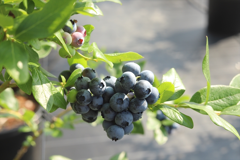 【先行予約】【大粒】摘みたて完熟ブルーベリー500g（125g×4パック）＜出荷開始：2026年6月5日～2026年7月15日＞【 ブルーベリー フルーツ 神奈川県 海老名市 】