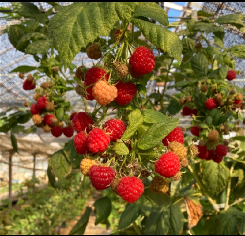 海老名産ラズベリージャム【 ジャム 神奈川県 海老名市 】