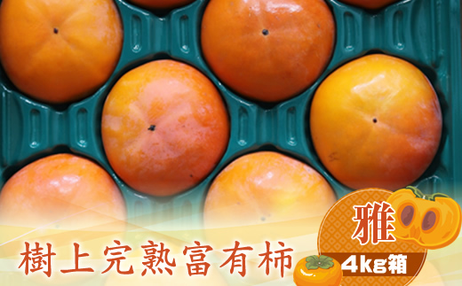 【先行予約】樹上甘熟富有柿 【雅】4kg箱　〈出荷時期：2026年11月15日～2026年12月10日出荷終了〉【 柿 かき フルーツ 神奈川県 海老名市 】