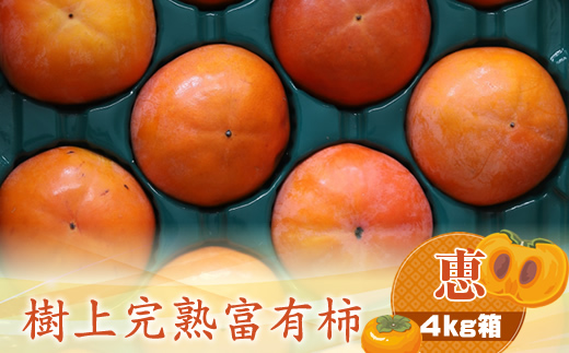 【先行予約】樹上甘熟富有柿 【恵】4kg箱　〈出荷時期：2026年11月15日～2026年12月10日出荷終了〉【 柿 かき フルーツ 神奈川県 海老名市 】