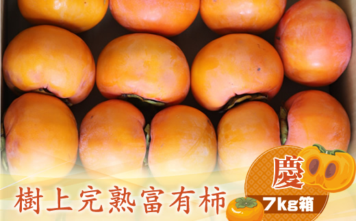 【先行予約】樹上甘熟富有柿 【慶】7kg箱　〈出荷時期：2026年11月15日～2026年12月10日出荷終了〉【 柿 かき フルーツ 神奈川県 海老名市 】