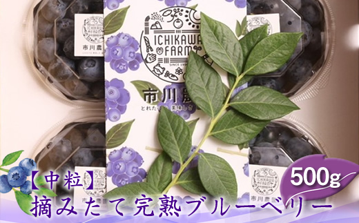 【先行予約】【中粒】摘みたて完熟ブルーベリー500g（125g×4パック）＜出荷開始：2026年6月5日～2026年7月15日＞【 ブルーベリー フルーツ 神奈川県 海老名市 】