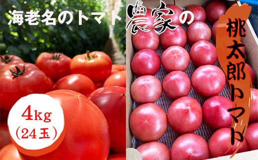 ★２０２６年収穫分　数量限定　先行予約★海老名のトマト農家の桃太郎トマト　４ｋｇ（24玉）〈出荷時期：２０２６年５月１５日～２０２６年６月１５日〉【 トマト 神奈川県 海老名市 】