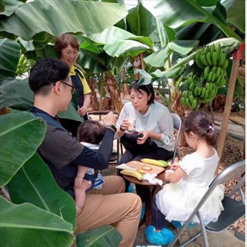 金太郎バナナ 収穫適期バナナの収穫と試食体験ペアチケット（大人：2枚）【 体験 試食 収穫 チケット おいしい 果物 くだもの フルーツ お歳暮 お中元 】