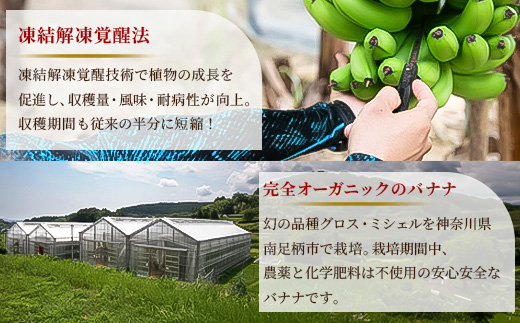 定期便：スタンダード 金太郎バナナ（15本）  5本×3回（毎月お届け） 栽培期間中農薬不使用 【国産 ギフト プレゼント 贈り物 お返し おいしい 金太郎バナナ 果物 くだもの フルーツ お歳暮 お中元 】