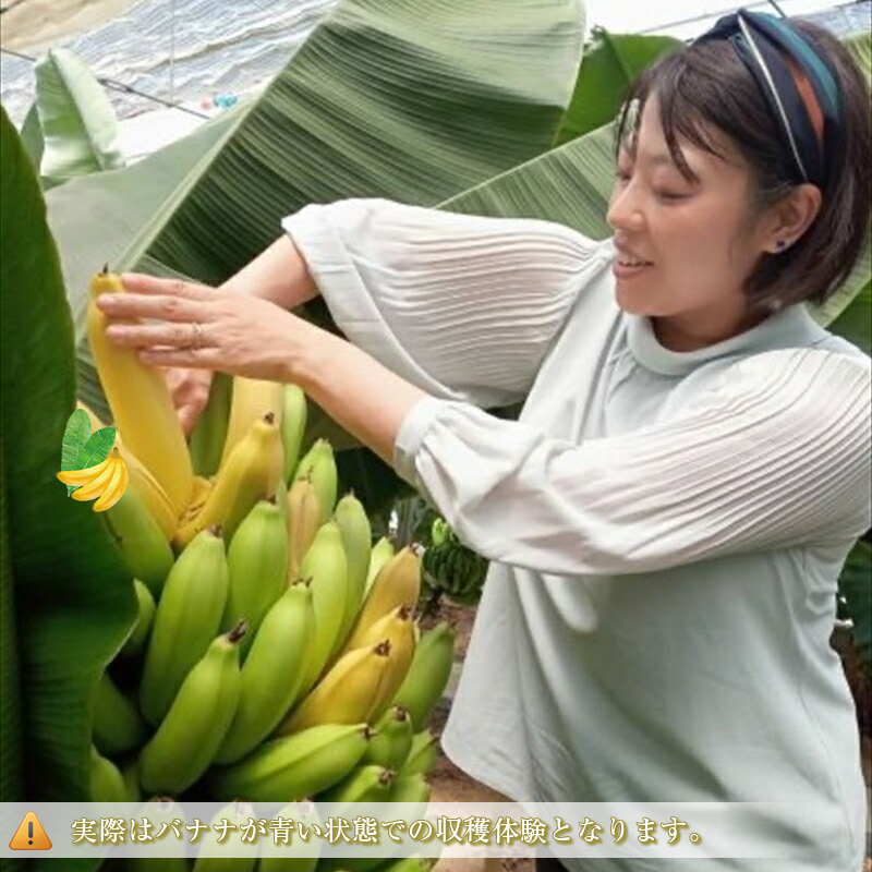 金太郎バナナ 収穫適期バナナの収穫と試食体験ペアチケット（大人：2枚）【 体験 試食 収穫 チケット おいしい 果物 くだもの フルーツ お歳暮 お中元 】