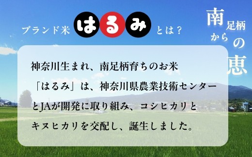令和7年 新米 南足柄産のブランド米「はるみ(精米)」 5kg×4袋 計20kg＜出荷時期：2025年10月末頃より順次出荷予定＞【 新米 新米予約 7年産 お米 神奈川県 南足柄市 】