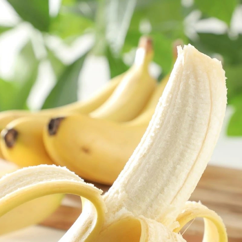 金太郎バナナ 収穫適期バナナの収穫と試食体験ファミリー4枚チケット（大人：2枚、子供：2枚）【 体験 試食 収穫 チケット おいしい 果物 くだもの フルーツ お歳暮 お中元 】