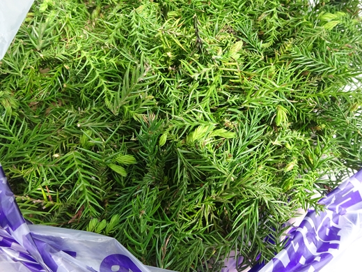 大雄杉®精油 エッセンシャルオイル【 精油 オイル エッセンシャルオイル 神奈川県 南足柄市 】