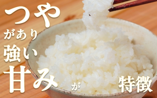 令和7年 新米 南足柄産のブランド米「はるみ(精米)」 5kg×1袋 ＜出荷時期：2025年10月末頃より順次出荷予定＞【 お米 神奈川県 南足柄市 】