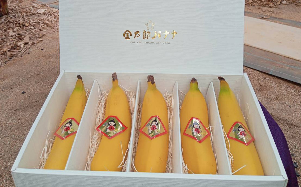 定期便：スペシャル 金太郎バナナ（15本）  5本×3回（毎月お届け） 栽培期間中農薬不使用 【国産 ギフト プレゼント 贈り物 お返し おいしい 金太郎バナナ 果物 くだもの フルーツ お歳暮 お中元 】